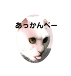 猫 ここ＆なっつ 挨拶編（個別スタンプ：15）