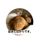 猫 ここ＆なっつ 挨拶編（個別スタンプ：16）