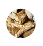 猫 ここ＆なっつ 挨拶編（個別スタンプ：17）