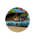猫 ここ＆なっつ 挨拶編（個別スタンプ：18）