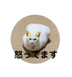猫 ここ＆なっつ 挨拶編（個別スタンプ：19）