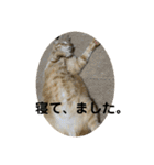 猫 ここ＆なっつ 挨拶編（個別スタンプ：20）