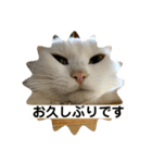 猫 ここ＆なっつ 挨拶編（個別スタンプ：21）