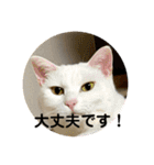 猫 ここ＆なっつ 挨拶編（個別スタンプ：22）