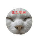 猫 ここ＆なっつ 挨拶編（個別スタンプ：23）