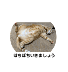 猫 ここ＆なっつ 挨拶編（個別スタンプ：24）