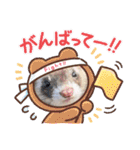 【フェレット】チョコちゃんねるwithミント（個別スタンプ：3）