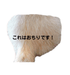 【フェレット】チョコちゃんねるwithミント（個別スタンプ：10）