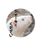 【フェレット】チョコちゃんねるwithミント（個別スタンプ：16）
