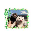 【フェレット】チョコちゃんねるwithミント（個別スタンプ：23）