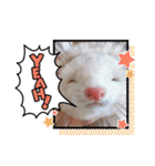 【フェレット】チョコちゃんねるwithミント（個別スタンプ：37）