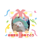 【フェレット】チョコちゃんねるwithミント（個別スタンプ：38）
