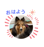 シェリぽんと愉快な仲間たち6（個別スタンプ：1）