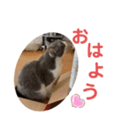 シェリぽんと愉快な仲間たち6（個別スタンプ：2）