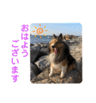 シェリぽんと愉快な仲間たち6（個別スタンプ：3）