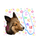 シェリぽんと愉快な仲間たち6（個別スタンプ：4）