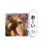 シェリぽんと愉快な仲間たち6（個別スタンプ：6）