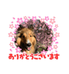 シェリぽんと愉快な仲間たち6（個別スタンプ：22）