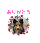 シェリぽんと愉快な仲間たち6（個別スタンプ：23）