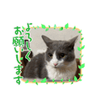 シェリぽんと愉快な仲間たち6（個別スタンプ：27）