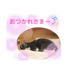 シェリぽんと愉快な仲間たち6（個別スタンプ：29）