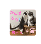 シェリぽんと愉快な仲間たち6（個別スタンプ：32）