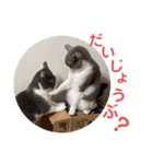 シェリぽんと愉快な仲間たち6（個別スタンプ：33）