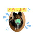 シェリぽんと愉快な仲間たち6（個別スタンプ：36）