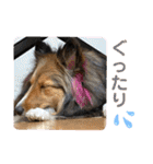 シェリぽんと愉快な仲間たち6（個別スタンプ：37）