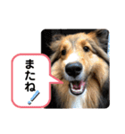 シェリぽんと愉快な仲間たち6（個別スタンプ：39）