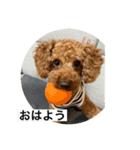 トイプードルれおスタンプ（個別スタンプ：1）