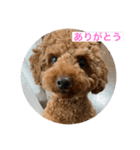 トイプードルれおスタンプ（個別スタンプ：4）