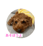 トイプードルれおスタンプ（個別スタンプ：7）