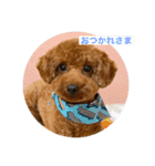トイプードルれおスタンプ（個別スタンプ：14）