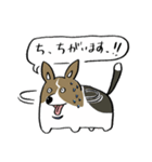 例のコーギー テオくんのスタンプです。（個別スタンプ：11）