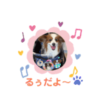 パピヨンのるぅくんです♪（個別スタンプ：1）