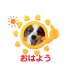 パピヨンのるぅくんです♪（個別スタンプ：2）