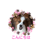 パピヨンのるぅくんです♪（個別スタンプ：3）