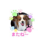 パピヨンのるぅくんです♪（個別スタンプ：8）