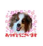 パピヨンのるぅくんです♪（個別スタンプ：9）