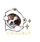 パピヨンのるぅくんです♪（個別スタンプ：12）