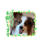 パピヨンのるぅくんです♪（個別スタンプ：13）