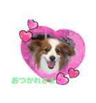 パピヨンのるぅくんです♪（個別スタンプ：14）
