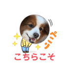 パピヨンのるぅくんです♪（個別スタンプ：15）