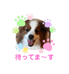 パピヨンのるぅくんです♪（個別スタンプ：18）