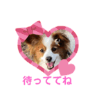 パピヨンのるぅくんです♪（個別スタンプ：19）