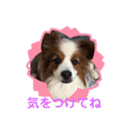 パピヨンのるぅくんです♪（個別スタンプ：20）
