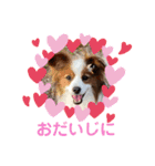 パピヨンのるぅくんです♪（個別スタンプ：22）