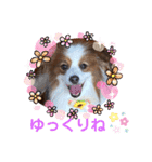 パピヨンのるぅくんです♪（個別スタンプ：23）