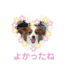 パピヨンのるぅくんです♪（個別スタンプ：24）